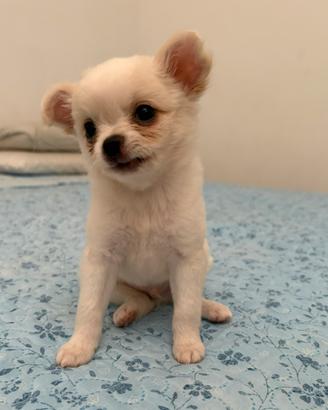 Chiwuawa