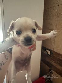 Chihuahua toy