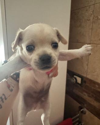 Chihuahua toy