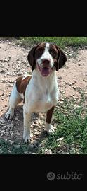 Springer spaniel