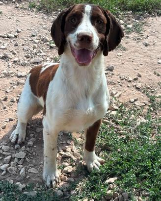 Springer spaniel