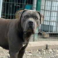 Cucciolone cane corso in adozione