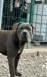 Cucciolone cane corso in adozione