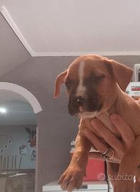 Cucciolo Pit Bull maschio genitori con pedigree
