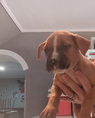 Cucciolo Pit Bull maschio genitori con pedigree