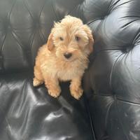 Maltipoo