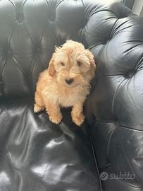 Maltipoo