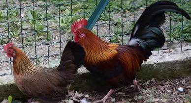 Coppie mugellesi