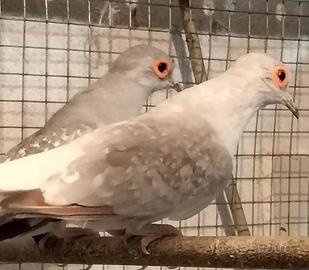 Tortore DIAMANTINE coppia