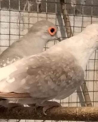Tortore DIAMANTINE coppia