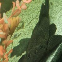 Pesce pulitore