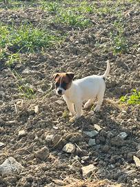 Cuccioli di jack Russell con pedigree