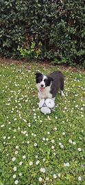 Cuccioli border collie in adozione maschio