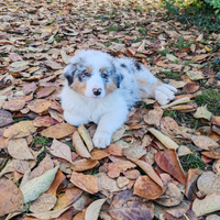 Cuccioli di pastore australiano