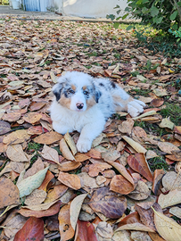 Cuccioli di pastore australiano