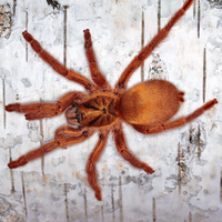 Tarantole migali di varie specie