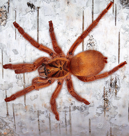 Tarantole migali di varie specie