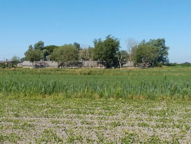 Capannone uso agricolo e terreno