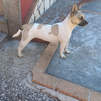 Cagnolina incrocio jack russel e bulldog francese