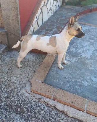 Cagnolina incrocio jack russel e bulldog francese