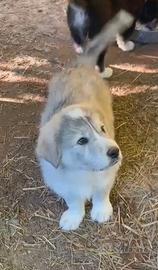 Cuccioli simili maremmano
