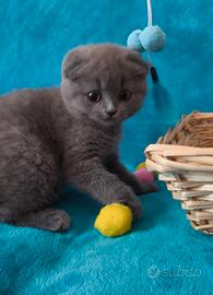 Gattina scottish fold