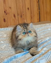 persiano 