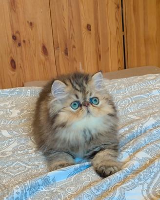 persiano 