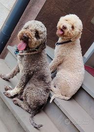 Cuccioli di Lagotto Romagnolo con pedigree