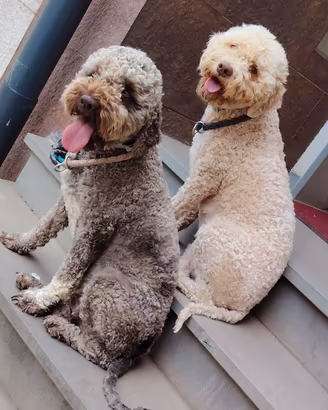 Cuccioli di Lagotto Romagnolo con pedigree