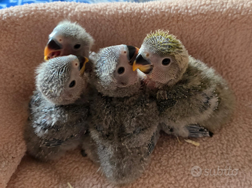 Inseparabili roseicollis