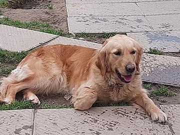 GOLDEN RETRIEVER FEMMINA CON PEDIGREE STERILIZZATA