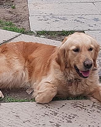 GOLDEN RETRIEVER FEMMINA CON PEDIGREE STERILIZZATA