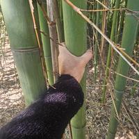 bambù tagliato e da tagliare 