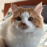 Alma, cucciola di gatto siberiano