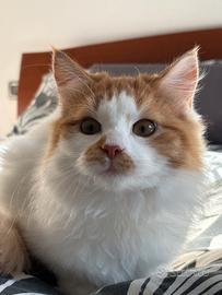 Alma, cucciola di gatto siberiano