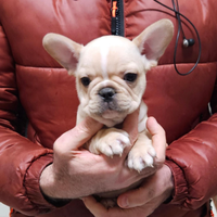 Bulldog francese crema