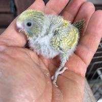 Pullo di cocorita clearbody