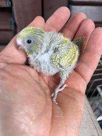 Pullo di cocorita clearbody