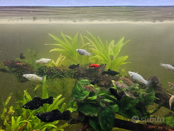 Pesci acqua dolce Molly molli