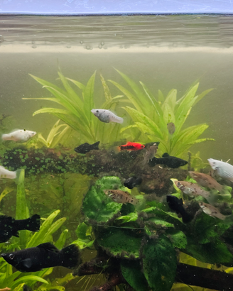 Pesci acqua dolce Molly molli