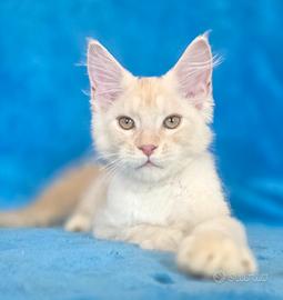 cucciolo maine coon  crema silver con pedigree 