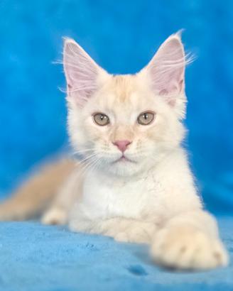 cucciolo maine coon  crema silver con pedigree 