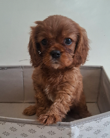Cucciola di Cavalier king ruby