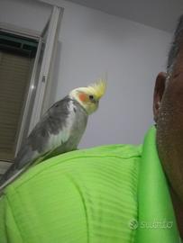 Pappagallo