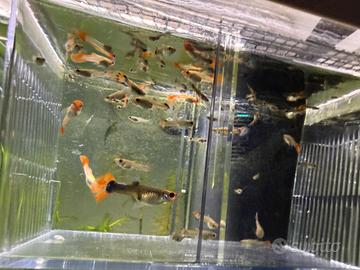 Guppy