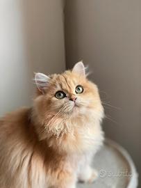 British longhair - Animali In vendita a Firenze