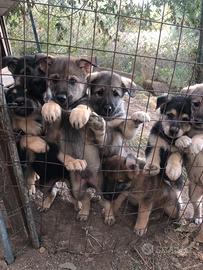 6 cuccioli