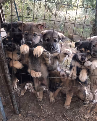 6 cuccioli