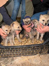 Cane lupo cecoslovacco